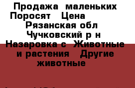 Продажа  маленьких Поросят › Цена ­ 3 000 - Рязанская обл., Чучковский р-н, Назаровка с. Животные и растения » Другие животные   